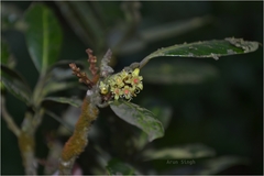 Nothopegia colebrookiana